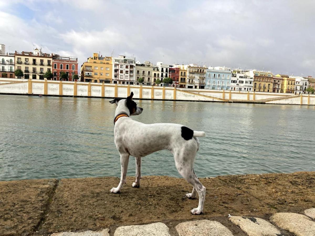 Mara Arenal Sevilla Luaran gambar